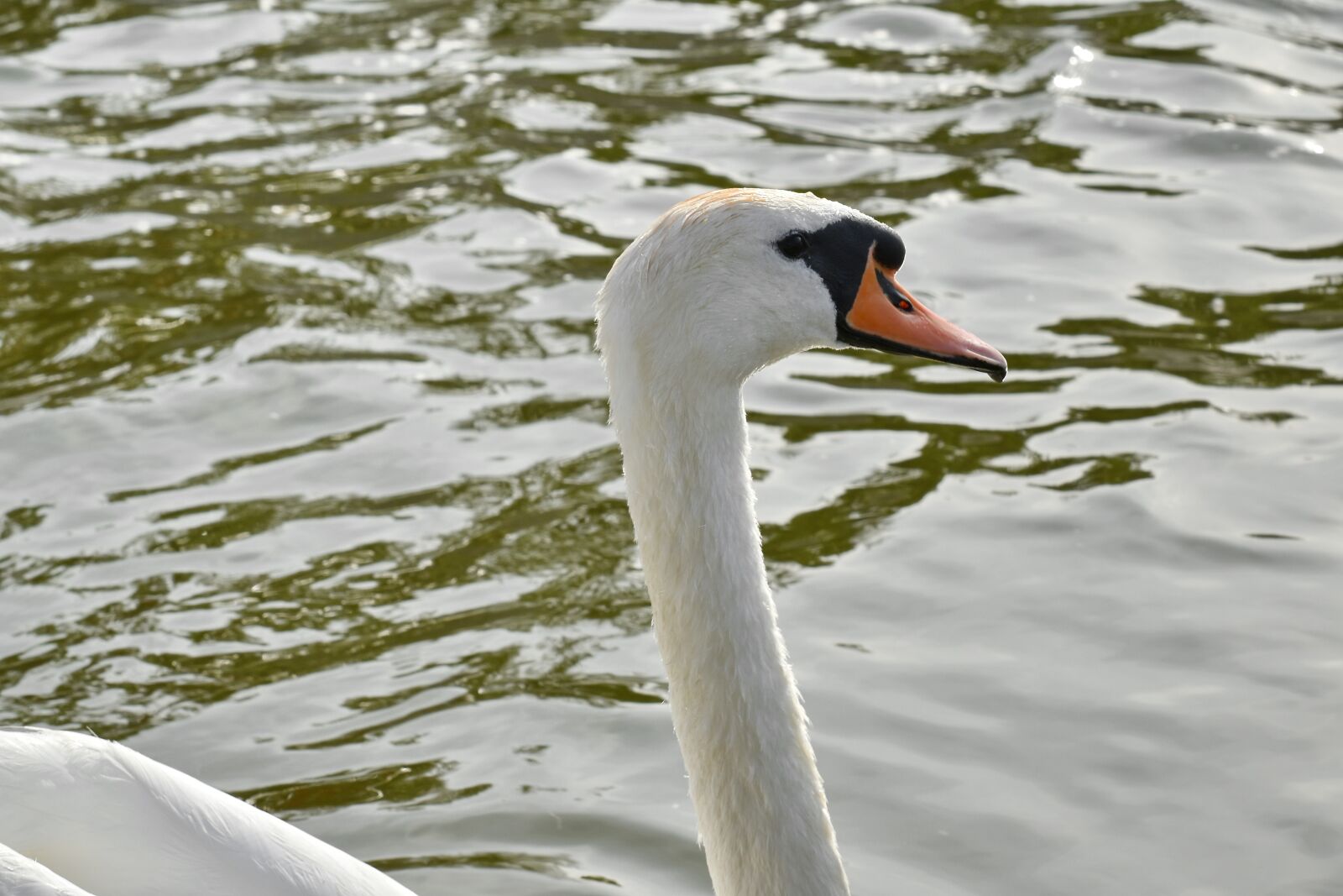 Nikon D5500 sample photo. Neck, profile, side view photography