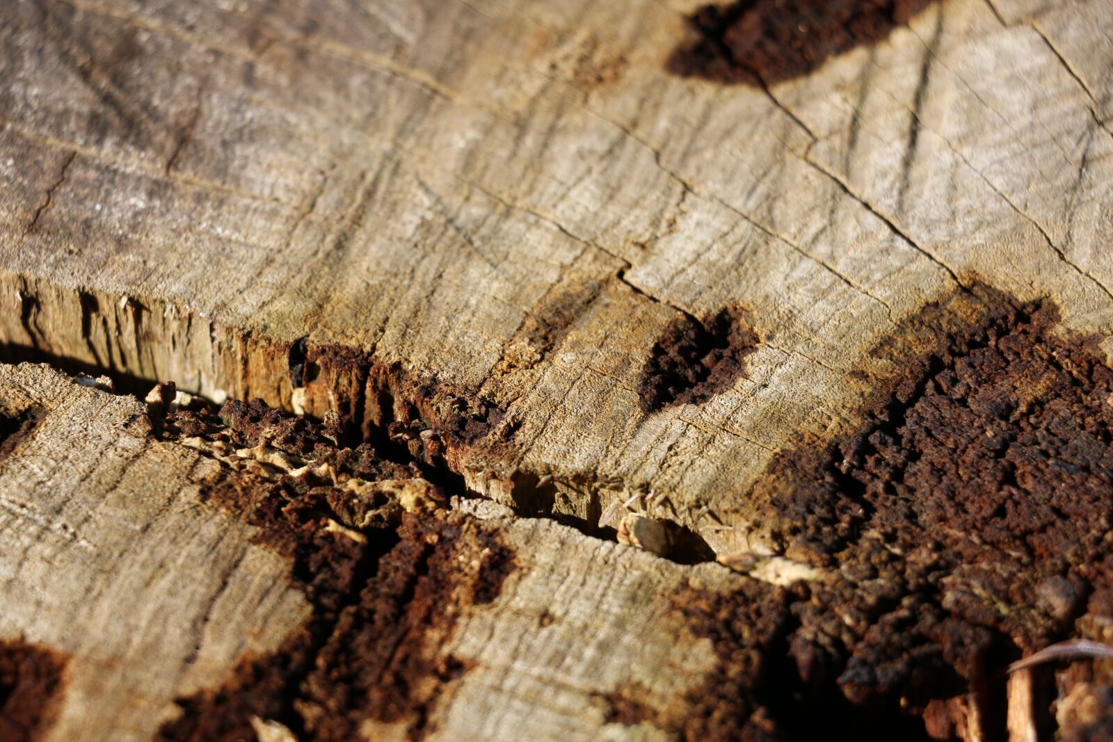 Canon EOS 70D sample photo. Wood, stump, bark photography
