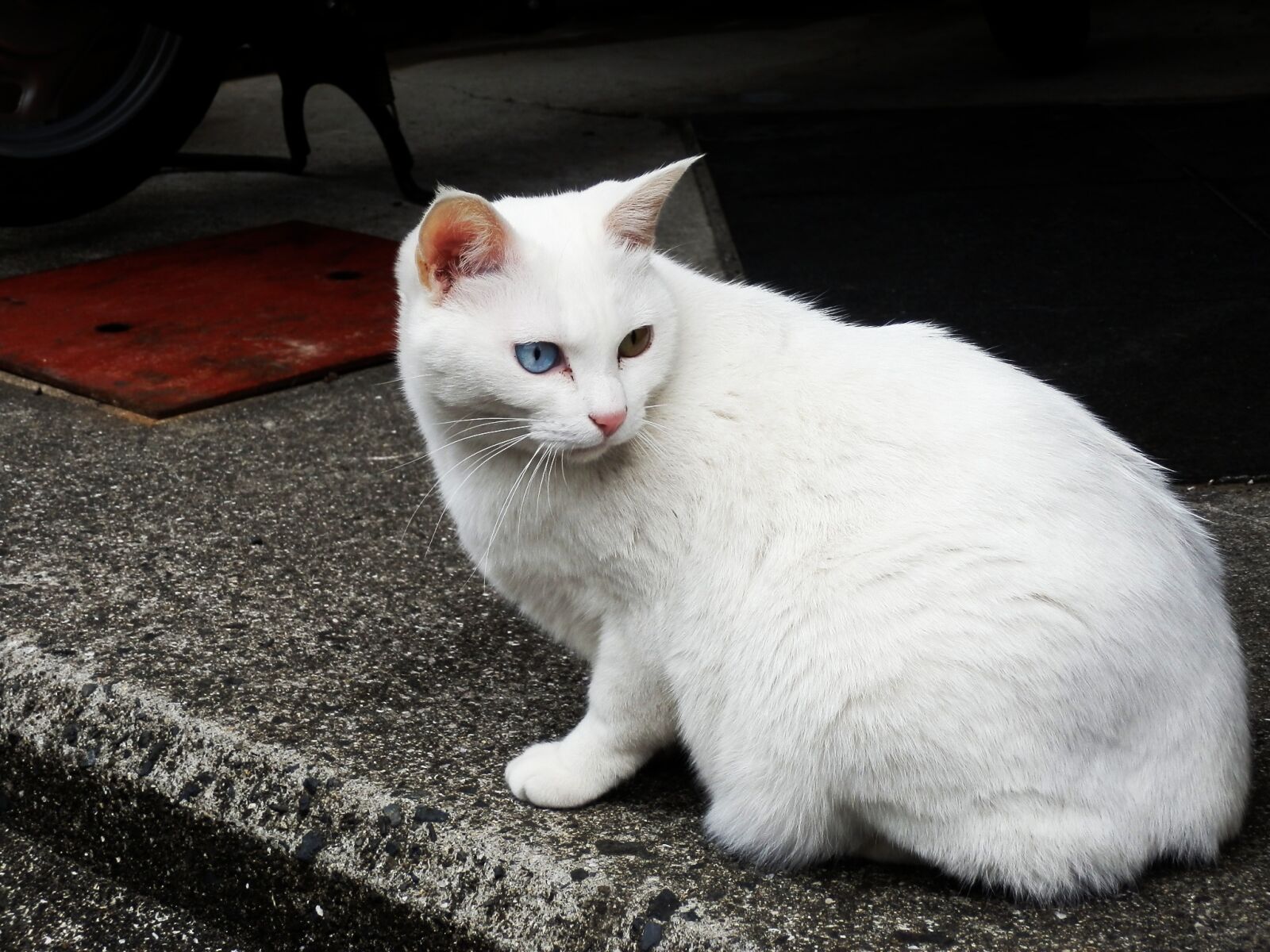 Olympus SZ-20 sample photo. Stray cat, white cat photography