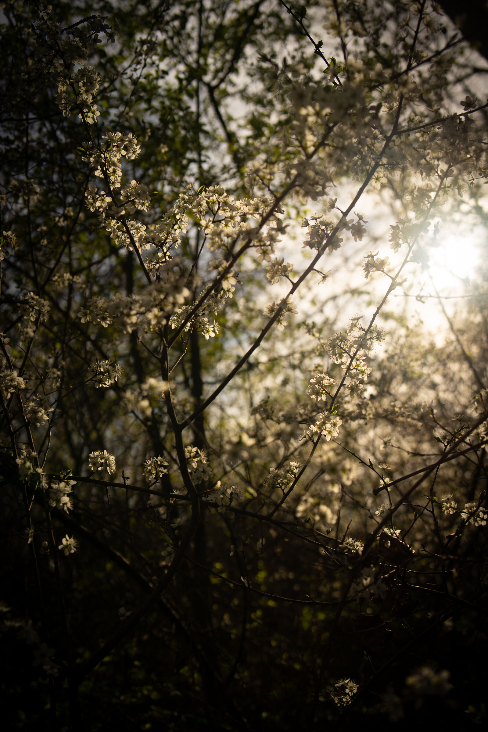 Samyang AF 35mm F1.8 FE sample photo