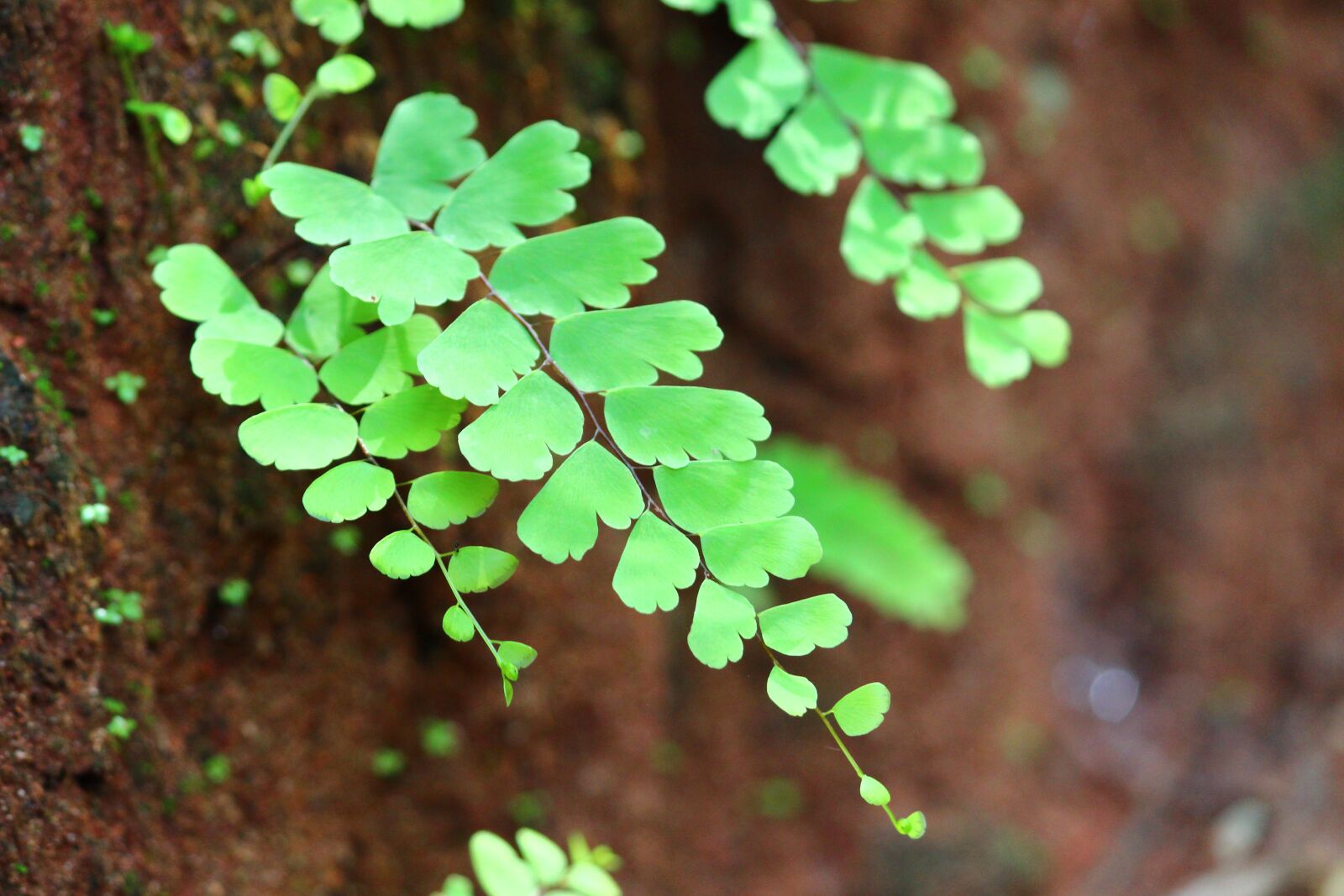 Canon EOS 600D (Rebel EOS T3i / EOS Kiss X5) sample photo. Green, leaf, soil photography