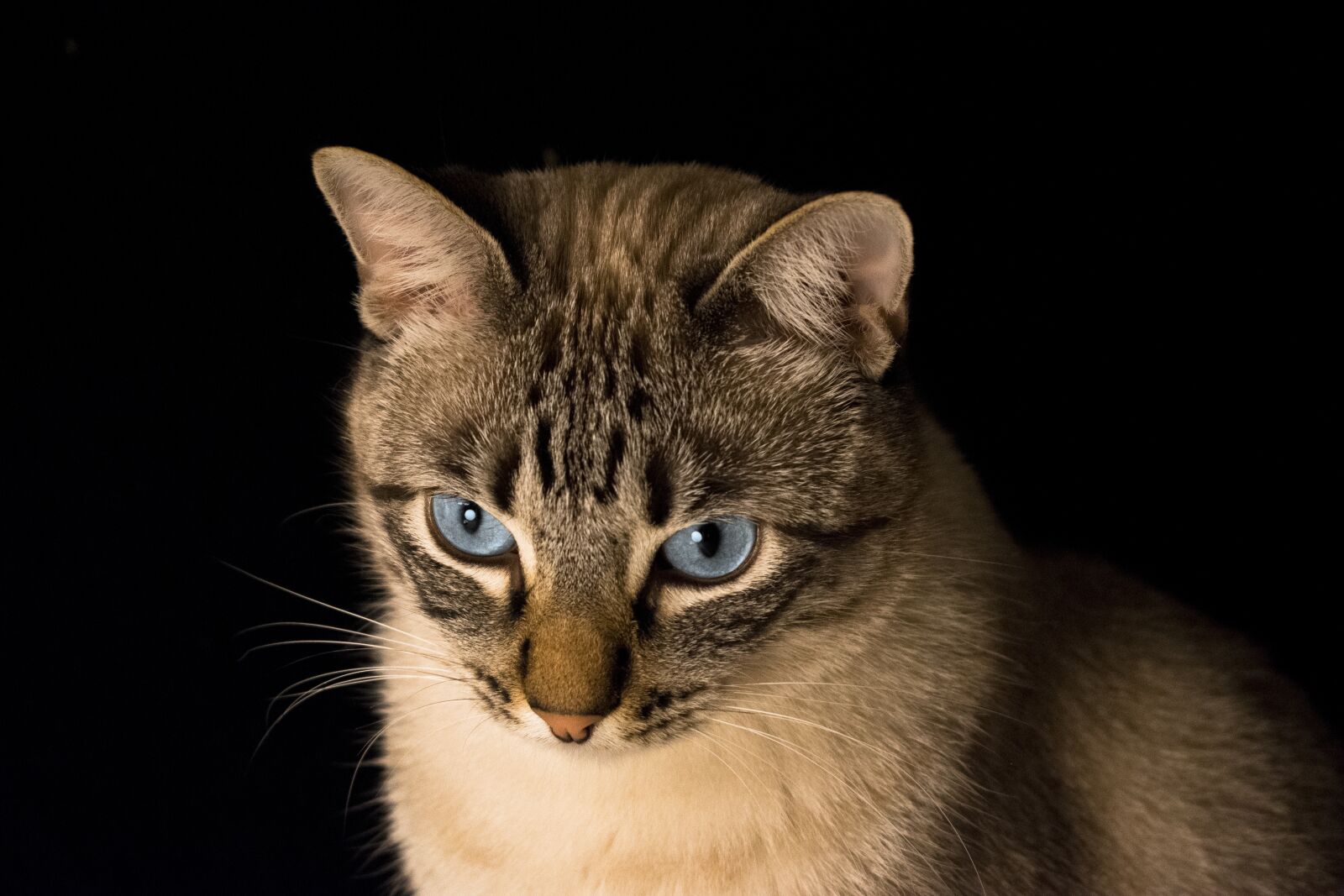 Nikon D5300 sample photo. Cat, pet, look photography
