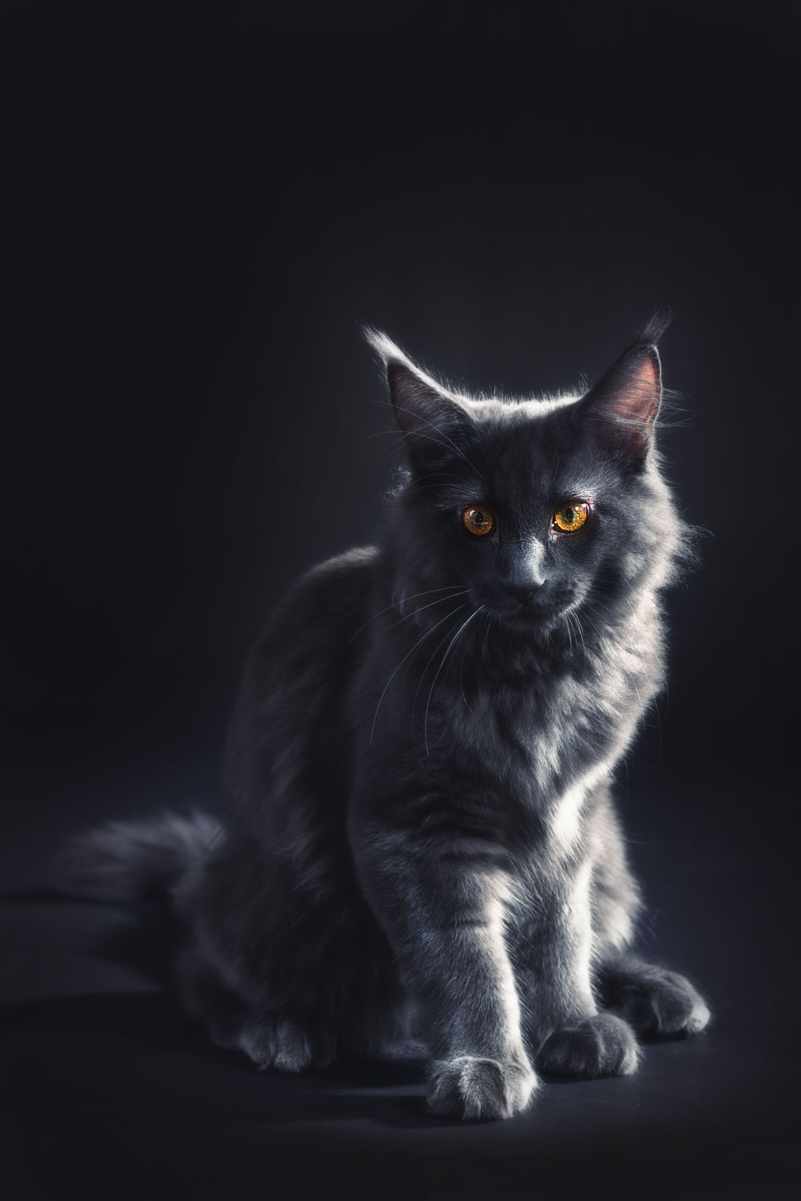 Nikon D750 sample photo. Tomcat, cat, kitten photography