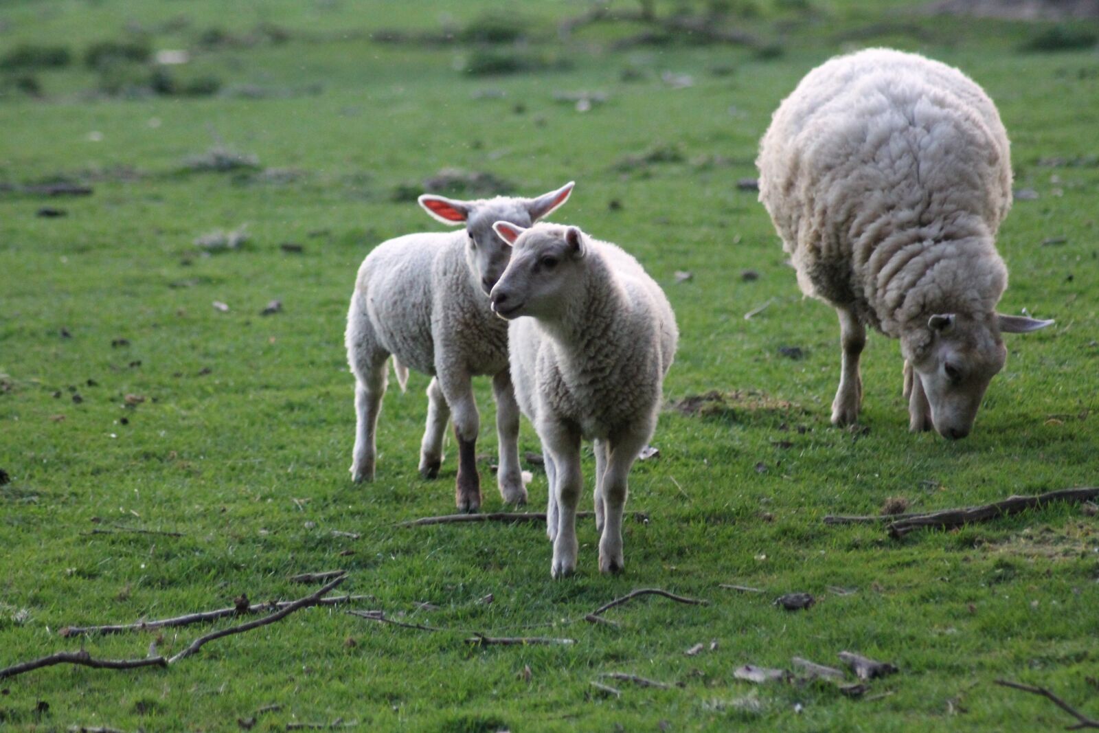 Canon EOS 1100D (EOS Rebel T3 / EOS Kiss X50) sample photo. Sheep, lamb, pre photography