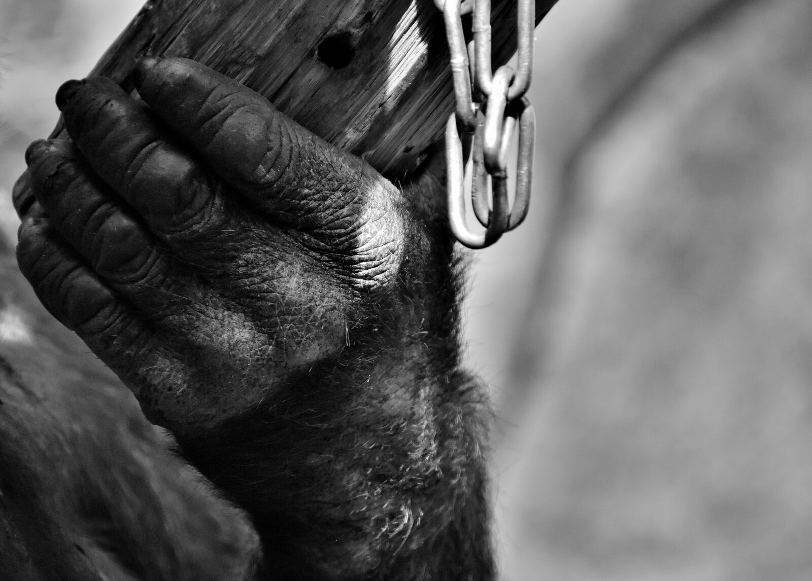 Nikon D7200 sample photo. Hand, monkey, gorilla photography