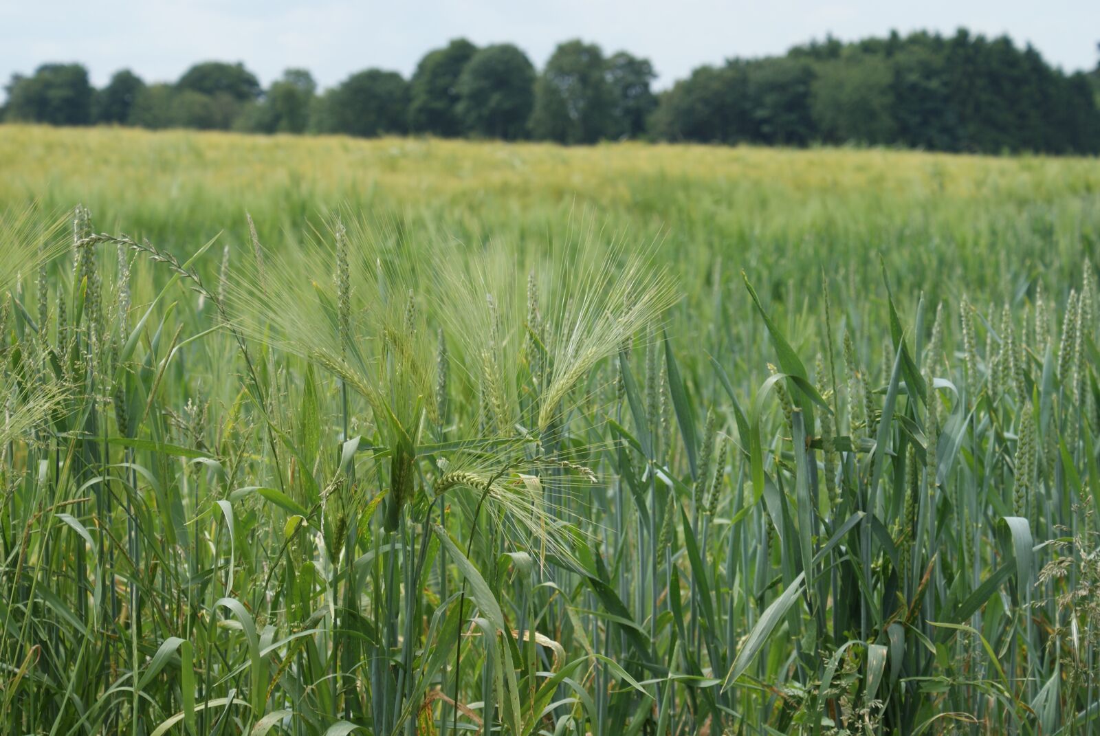 Sony Alpha DSLR-A200 sample photo. Field, fields, wheat photography