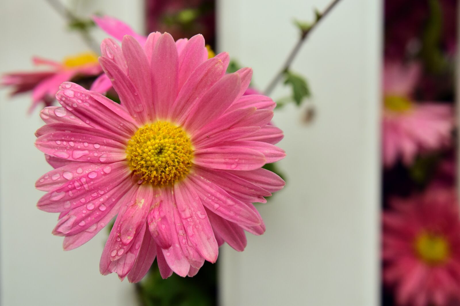 Nikon D3300 sample photo. Marguerite, flower, blossom photography