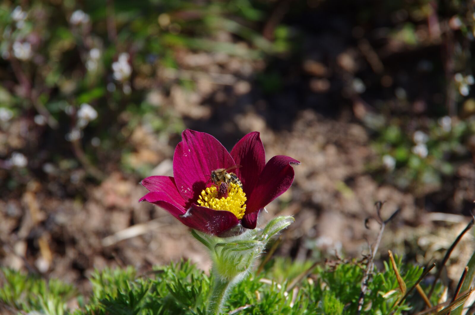 Pentax K-5 sample photo. Bee, pasque flower, pasqueflower photography