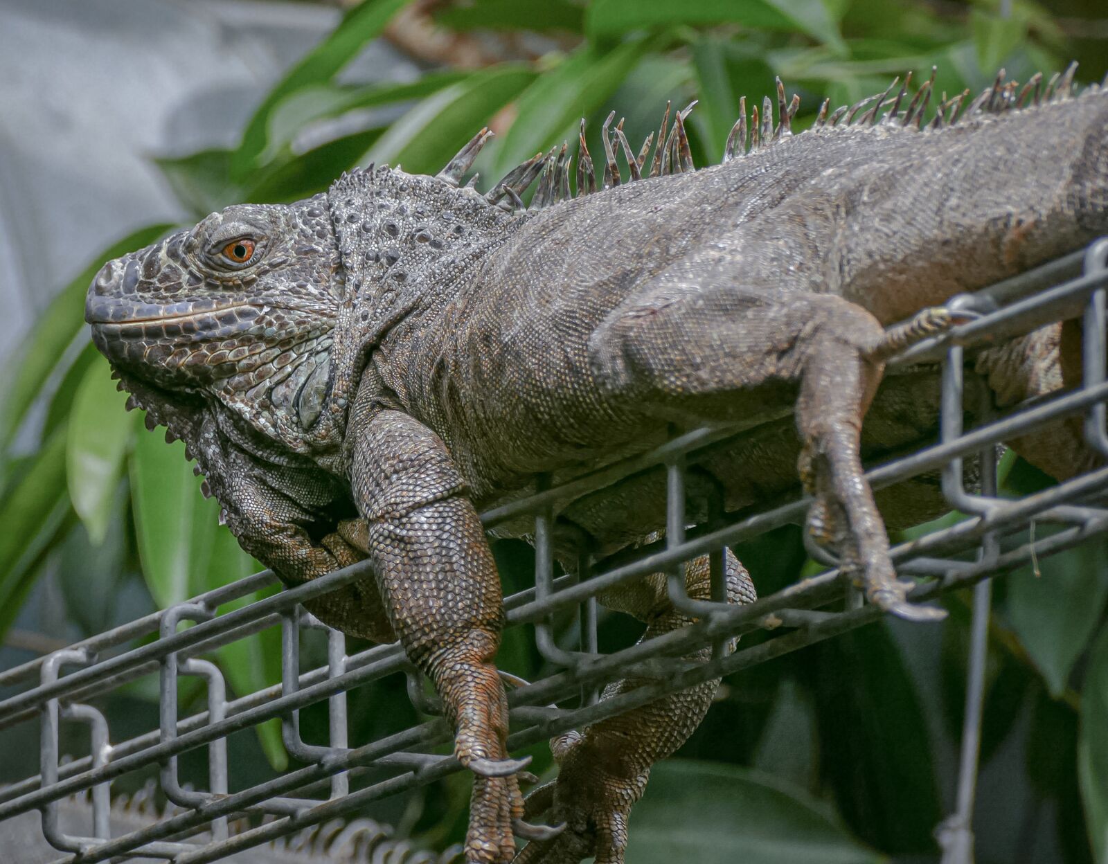 Panasonic Lumix DMC-FZ1000 sample photo. Leguan, animal, zoo photography