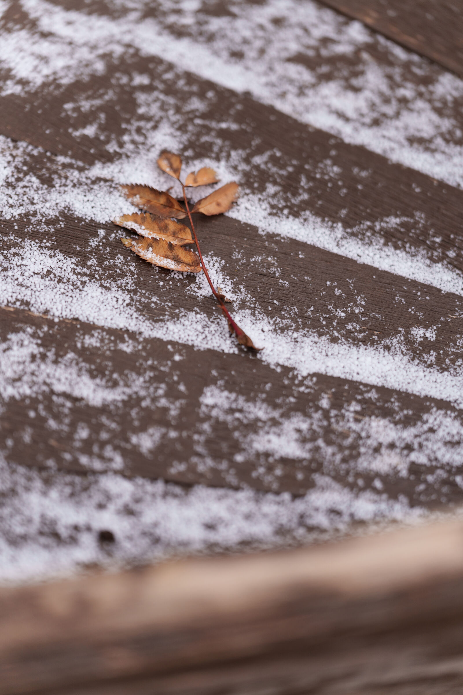 Sigma 70-200mm F2.8 DG DN OS | Sports sample photo. Winter leaf photography