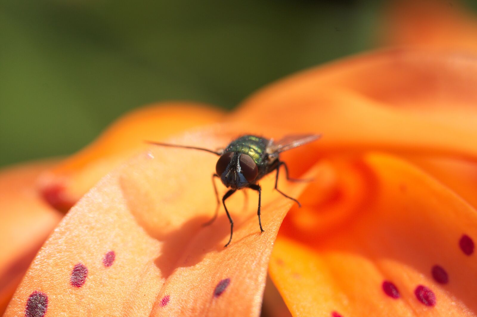 Canon EOS 40D sample photo. Fly, blowfly, macro photography