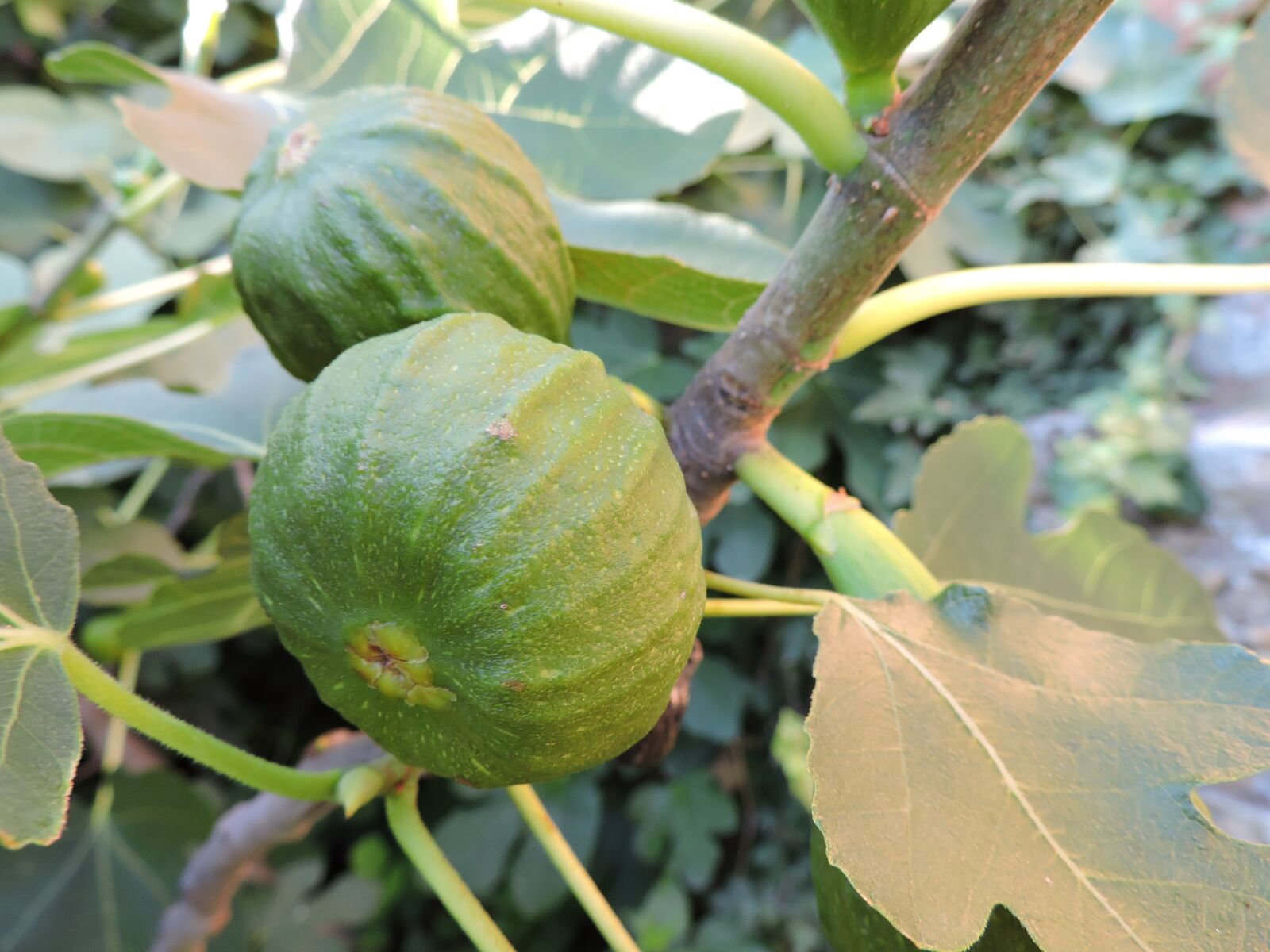 Nikon Coolpix P530 sample photo. Figs, green, real coward photography