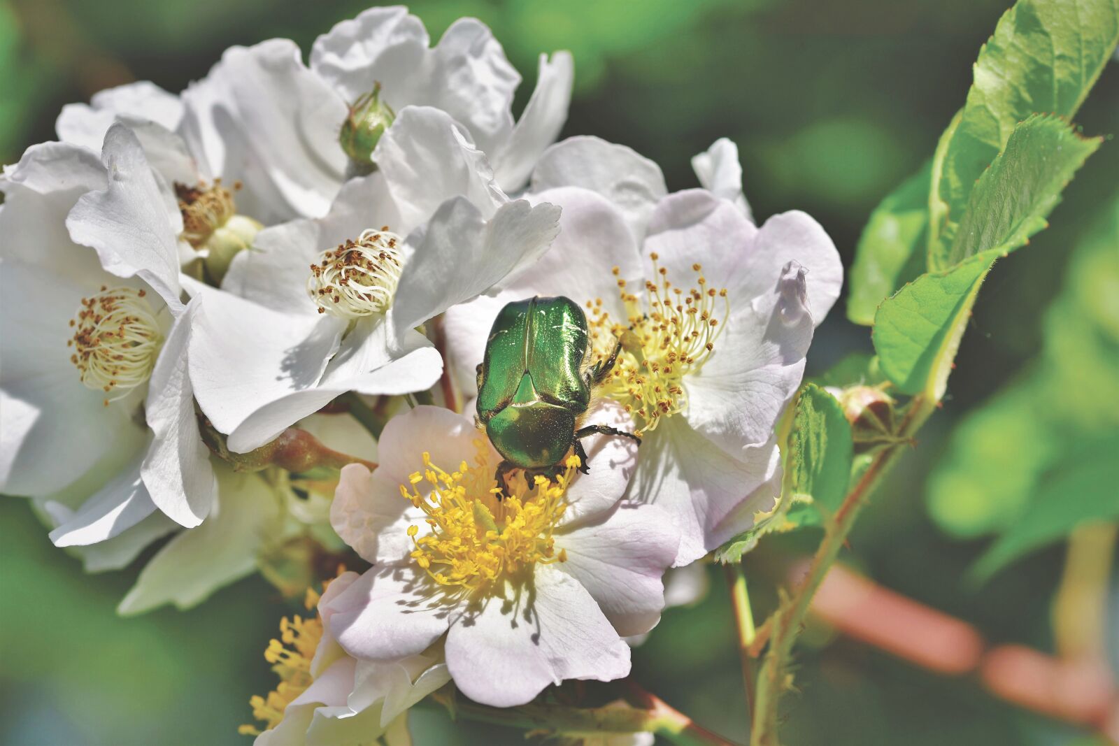 Nikon D7200 sample photo. Rose beetle, beetle, insect photography