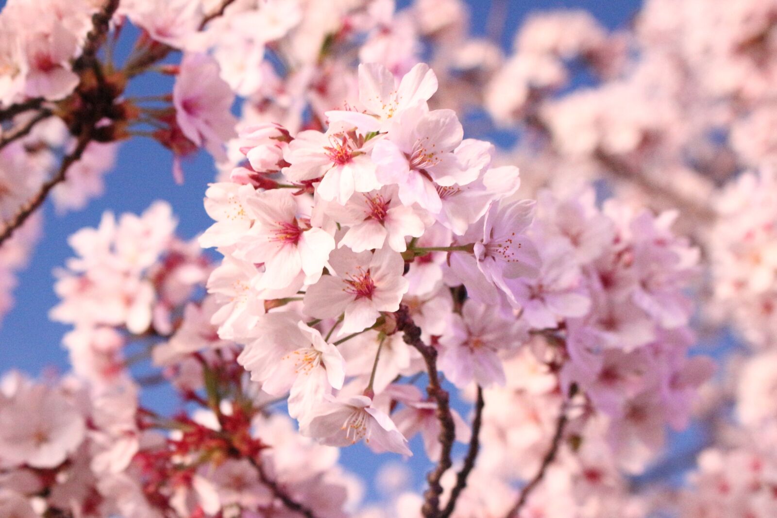 Canon EOS 100D (EOS Rebel SL1 / EOS Kiss X7) sample photo. Cherry blossom, flowers, cherry photography