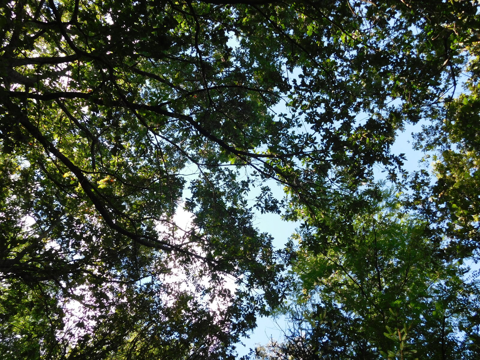 Nikon Coolpix L840 sample photo. Blue, clouds, green, sky photography