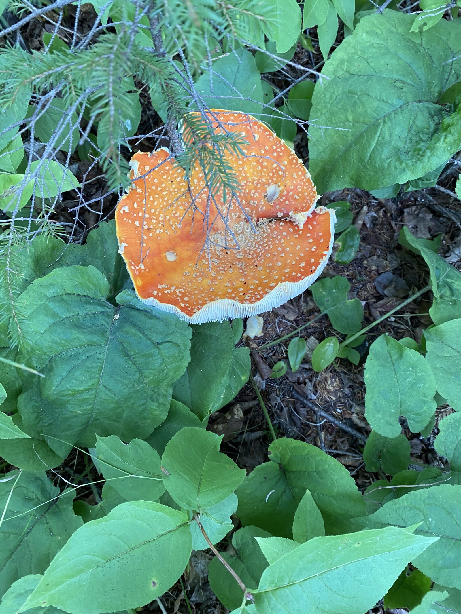 iPhone 11 back dual wide camera 4.25mm f/1.8 sample photo. Fungus, forest, nature photography