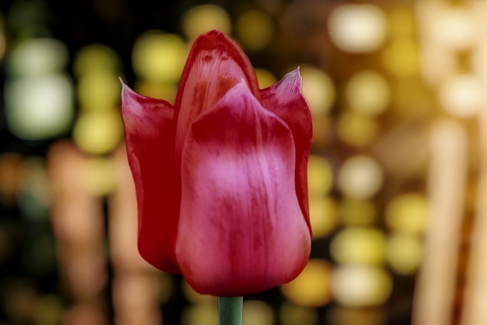 Nikon Coolpix P520 sample photo. Tulip, red, spring photography