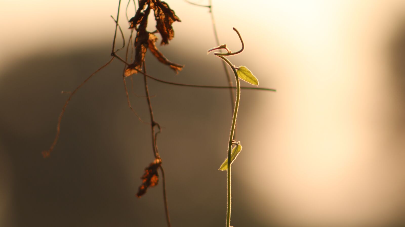 Canon EOS 750D (EOS Rebel T6i / EOS Kiss X8i) sample photo. Nature, light, forest photography