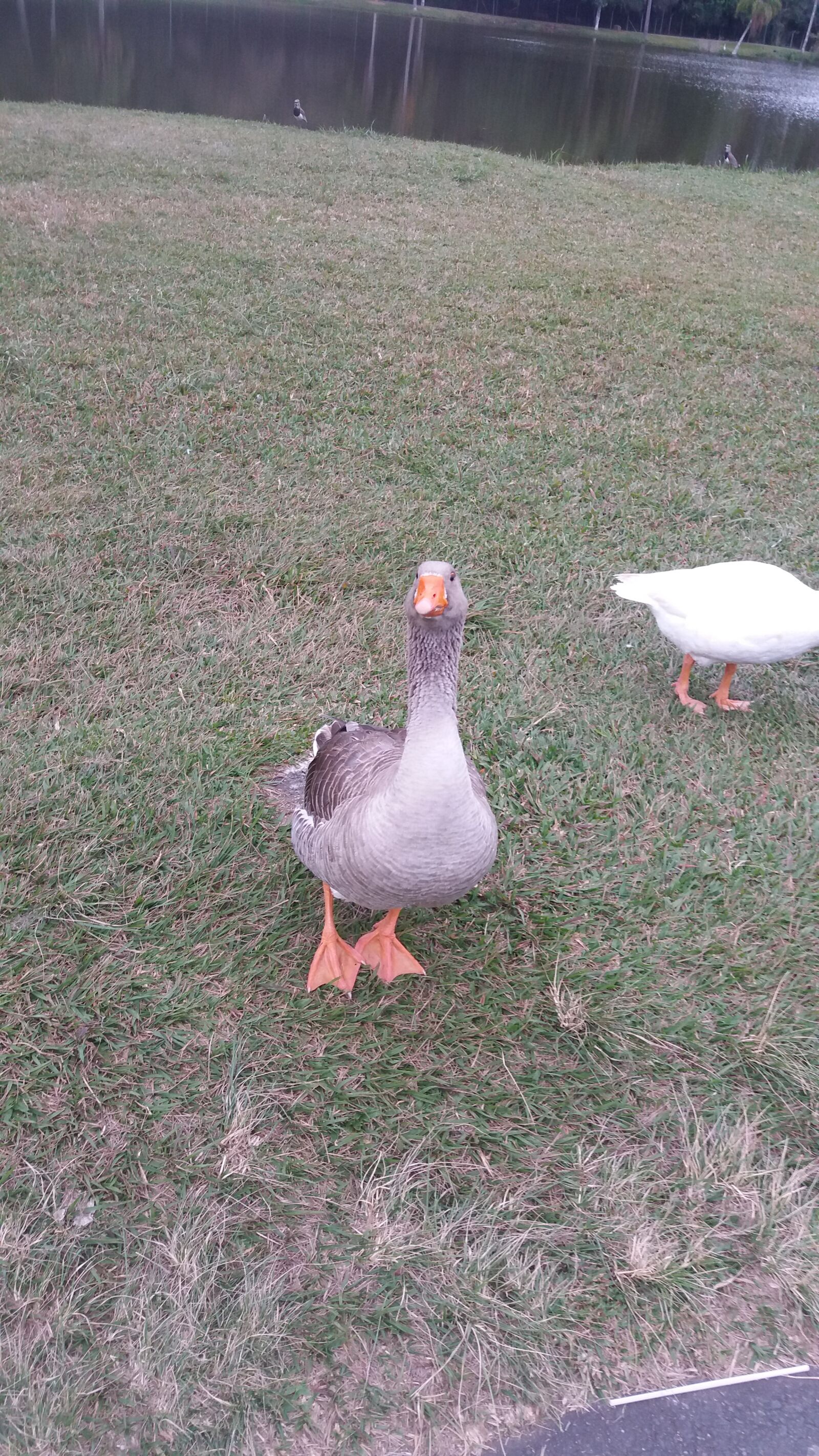 Samsung Galaxy J5 sample photo. Animal, animals, nature photography