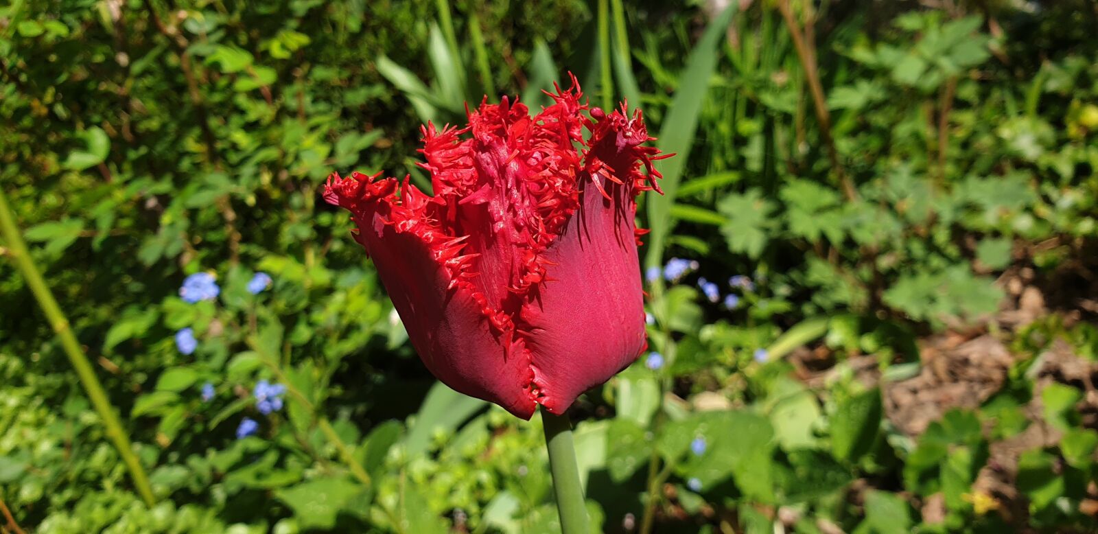 Samsung Galaxy S9 sample photo. Tulip, red, garden photography