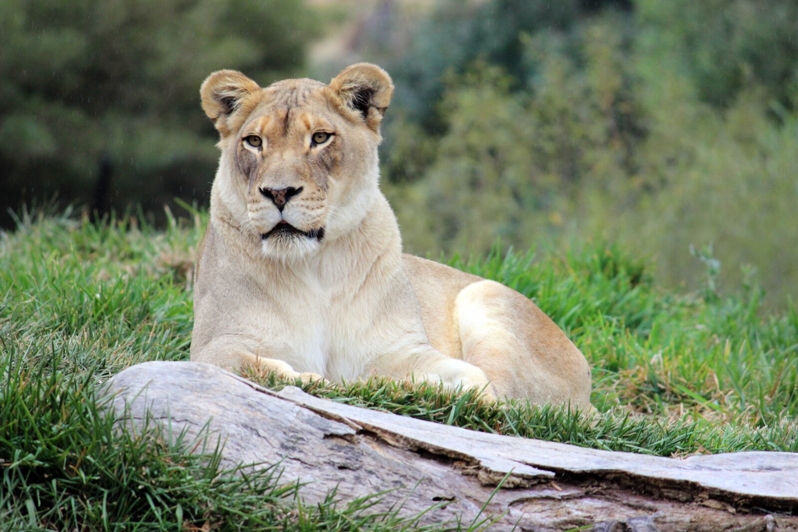 Canon EOS 600D (Rebel EOS T3i / EOS Kiss X5) sample photo. Lioness, feline, big cat photography