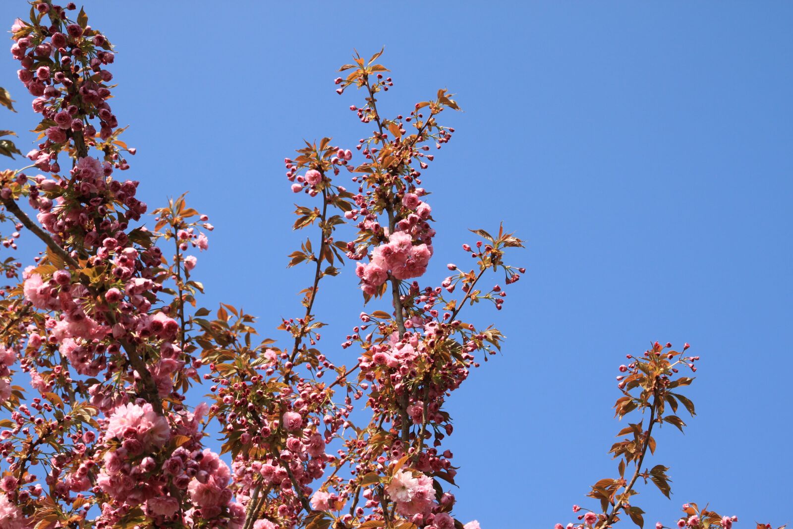 Canon EOS 500D (EOS Rebel T1i / EOS Kiss X3) sample photo. Branch, blossom, bloom photography