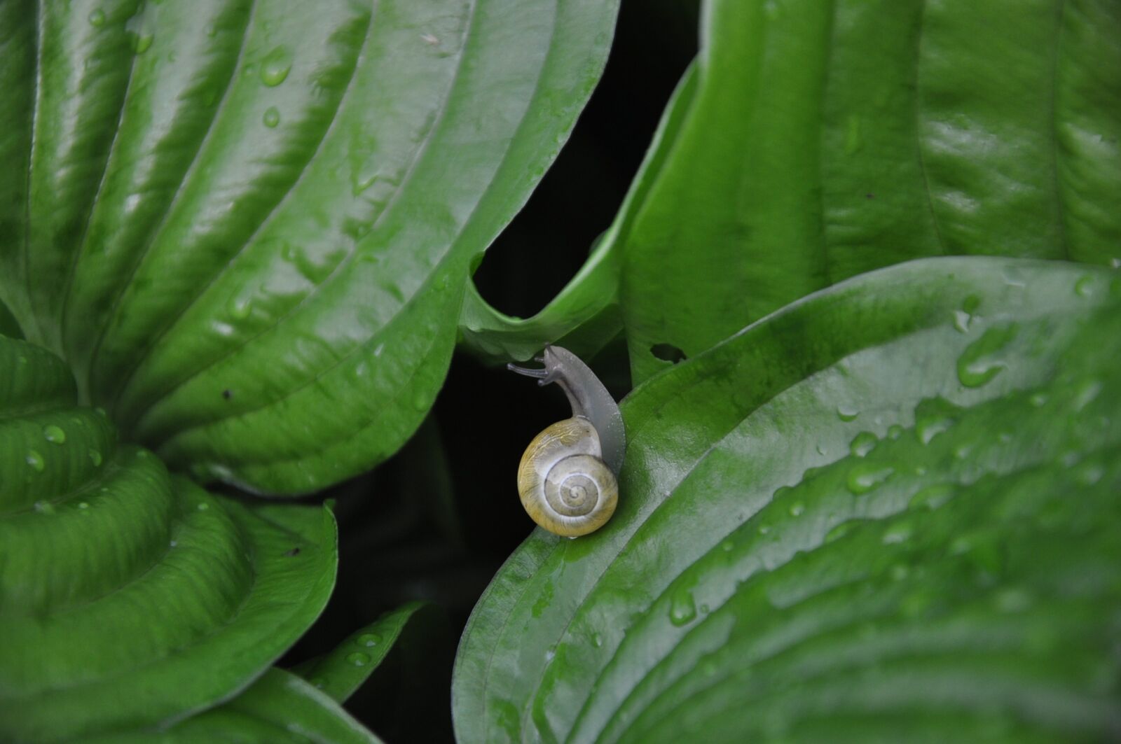 Nikon D90 sample photo. Snail, foliage, rain photography
