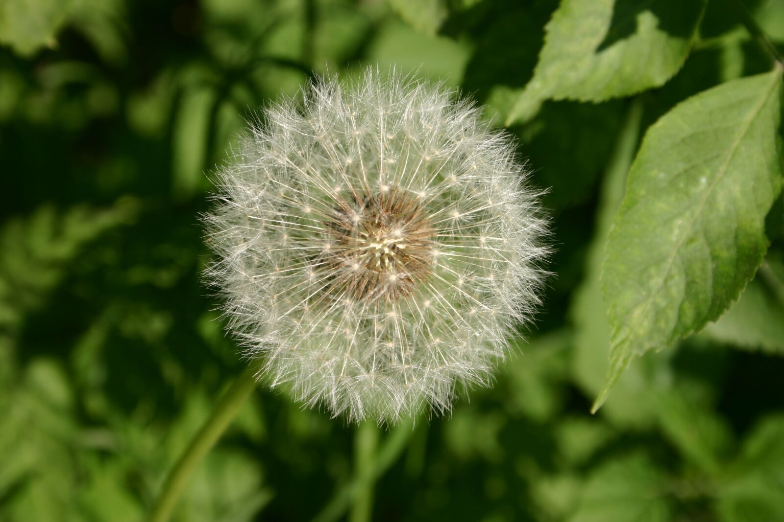 Canon EOS 300D (EOS Digital Rebel / EOS Kiss Digital) sample photo. Dandelion, nature, plant photography