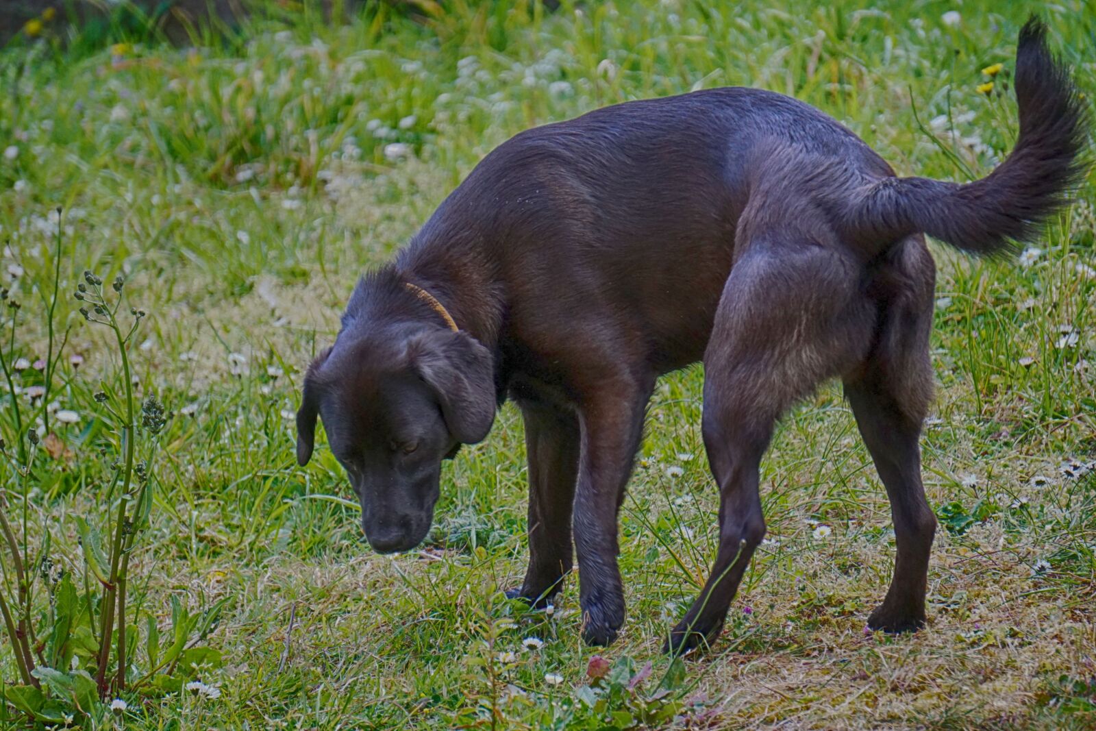 Sony E 55-210mm F4.5-6.3 OSS sample photo. Animal, animal, de, compagnie photography