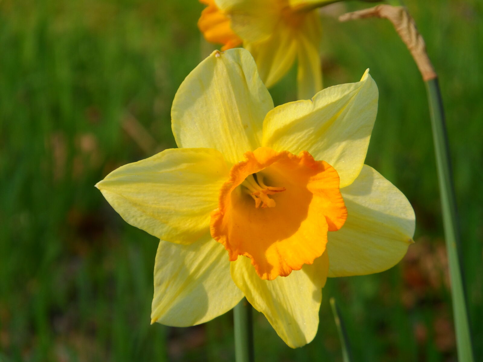Samsung WB150 / WB150F / WB152 / WB152F / WB151 / WB151F / WB140 sample photo. Flower, spring, yellow, flowers photography