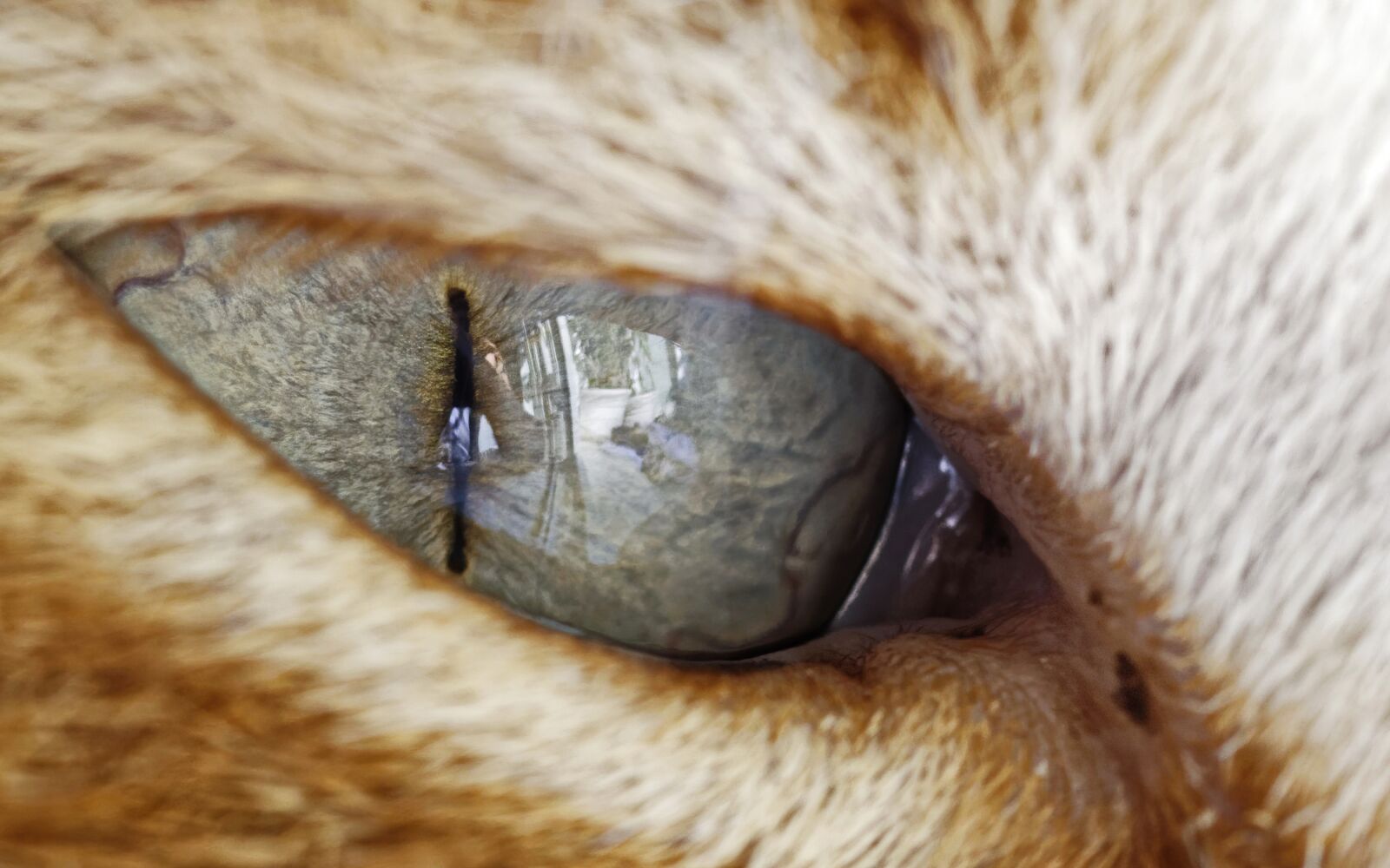 Nikon D5300 sample photo. Eye, cat, almost photography