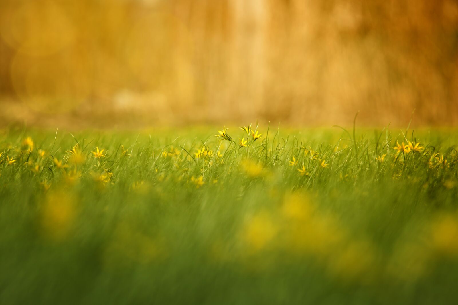 Canon EOS 5D Mark II sample photo. Grass, nature, field photography