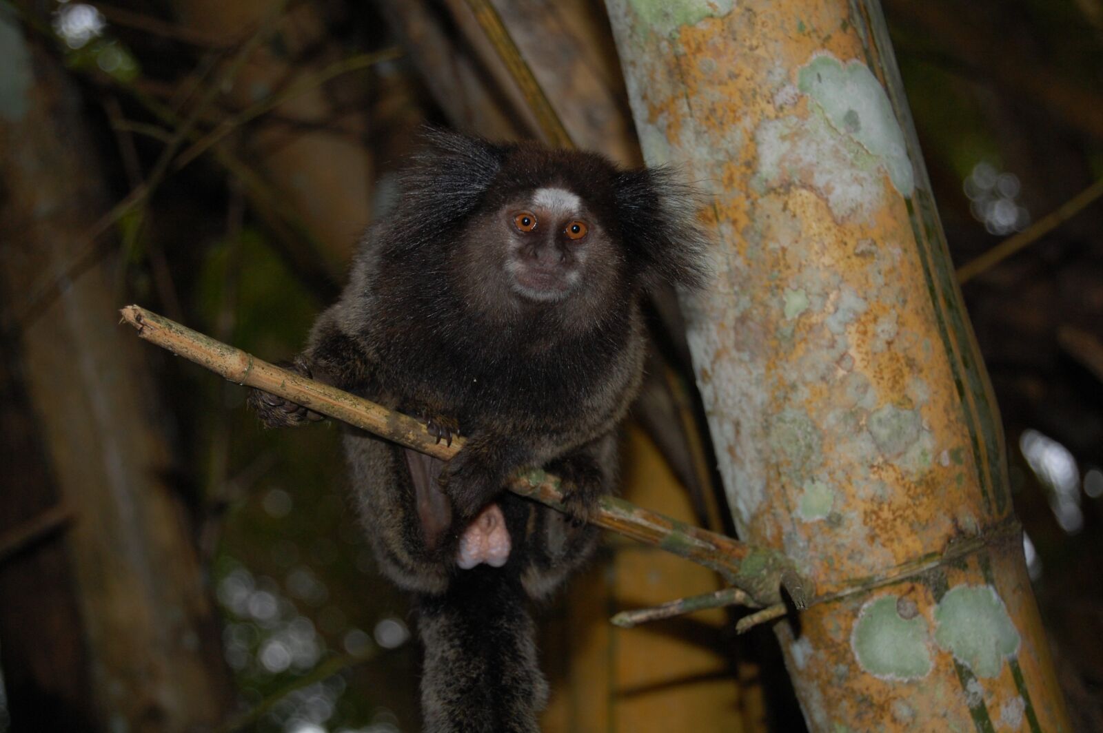 Nikon D40 sample photo. Mico, marmoset, monkey photography