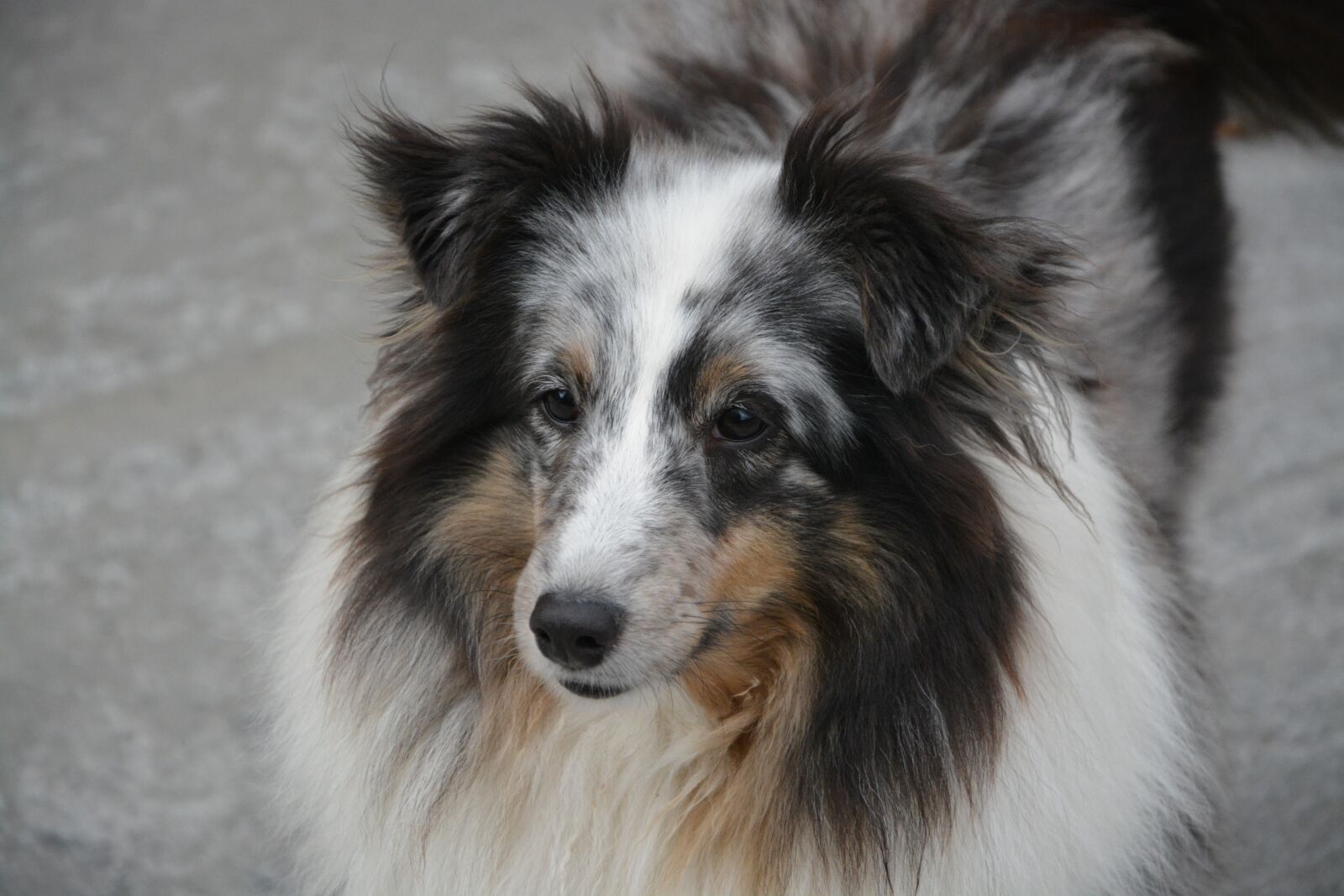 Nikon D5200 sample photo. Dog, bitch, domestic animal photography