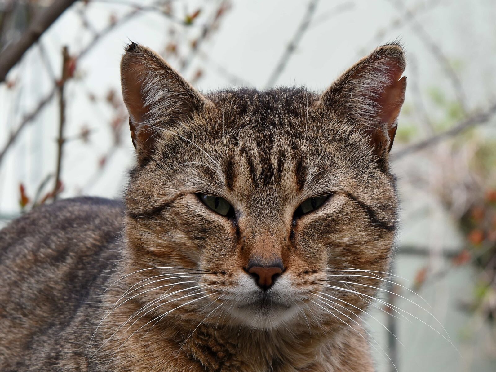 Nikon D5500 sample photo. Cat, feline, animal, kitten photography