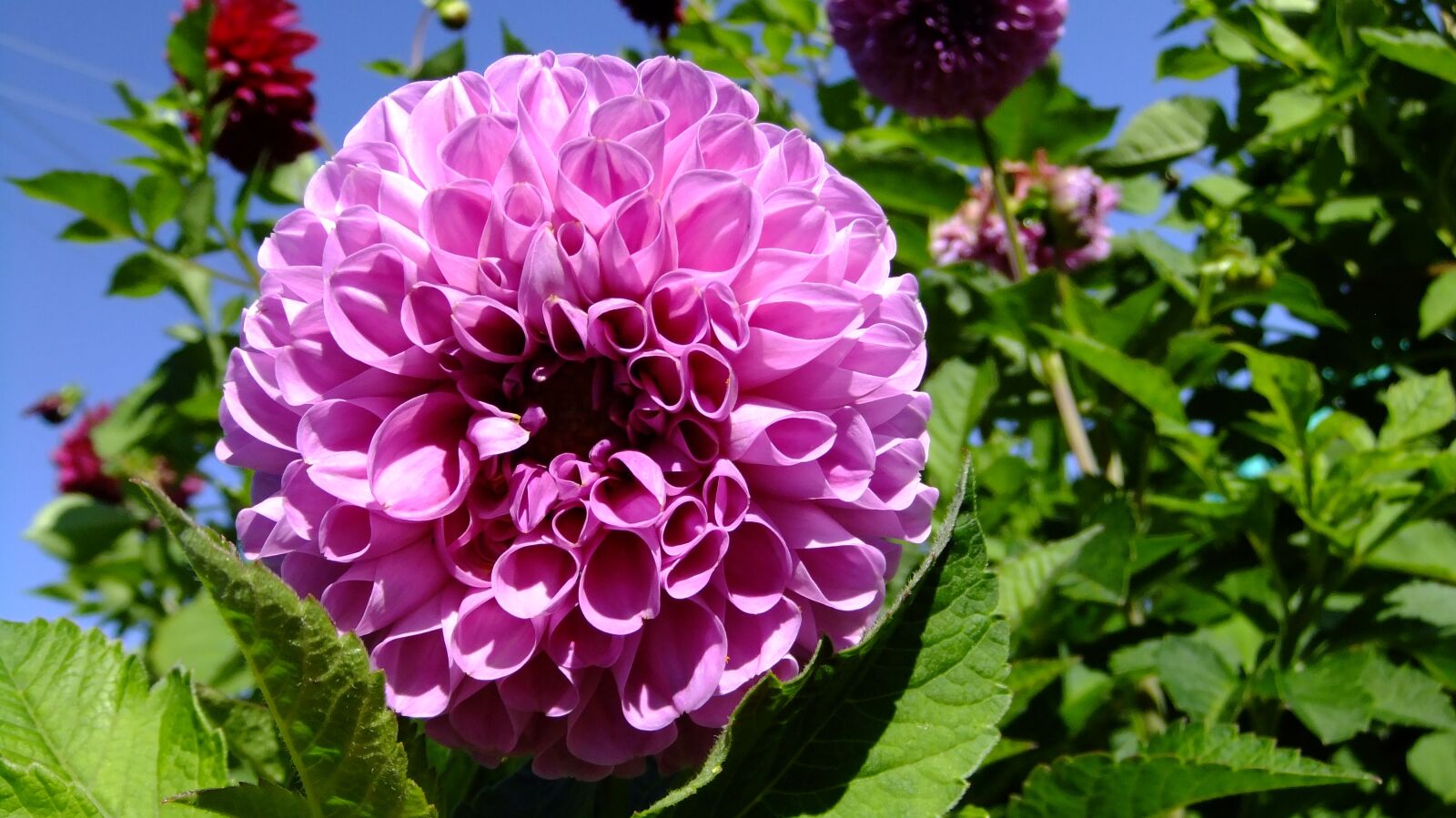 FujiFilm FinePix F80EXR (FinePix F85EXR) sample photo. Garden, dahlia, flora photography