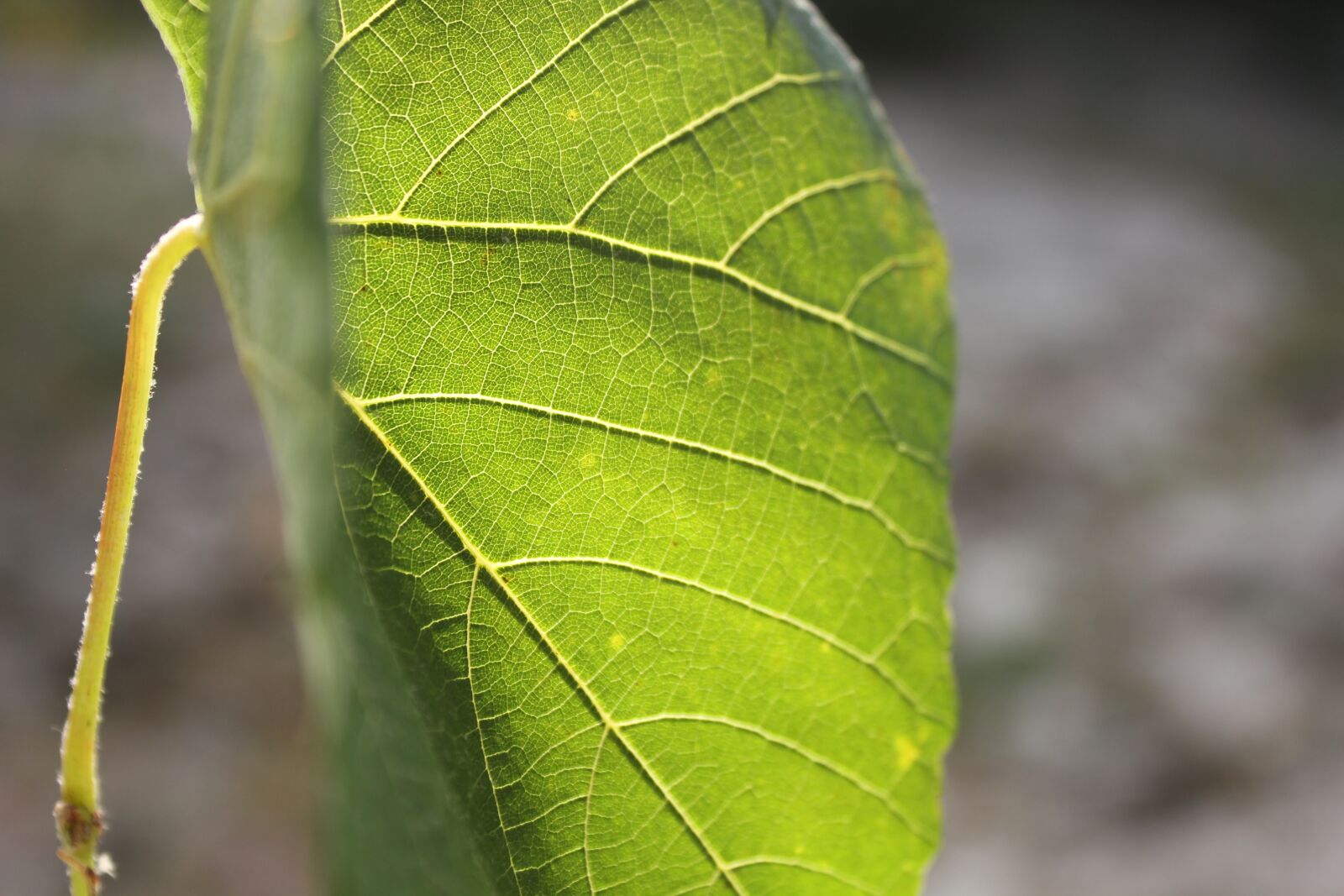 Canon EOS 550D (EOS Rebel T2i / EOS Kiss X4) sample photo. Green, sheet, young photography