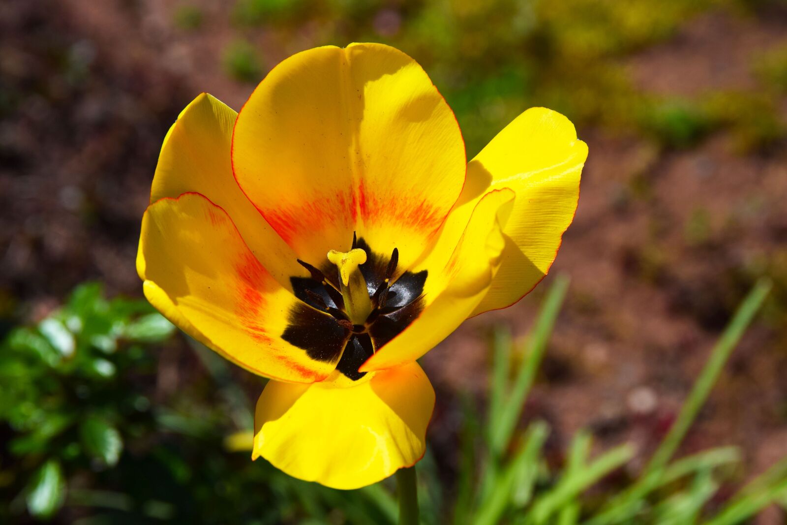 Nikon D5300 sample photo. Yellow, flower, summer photography