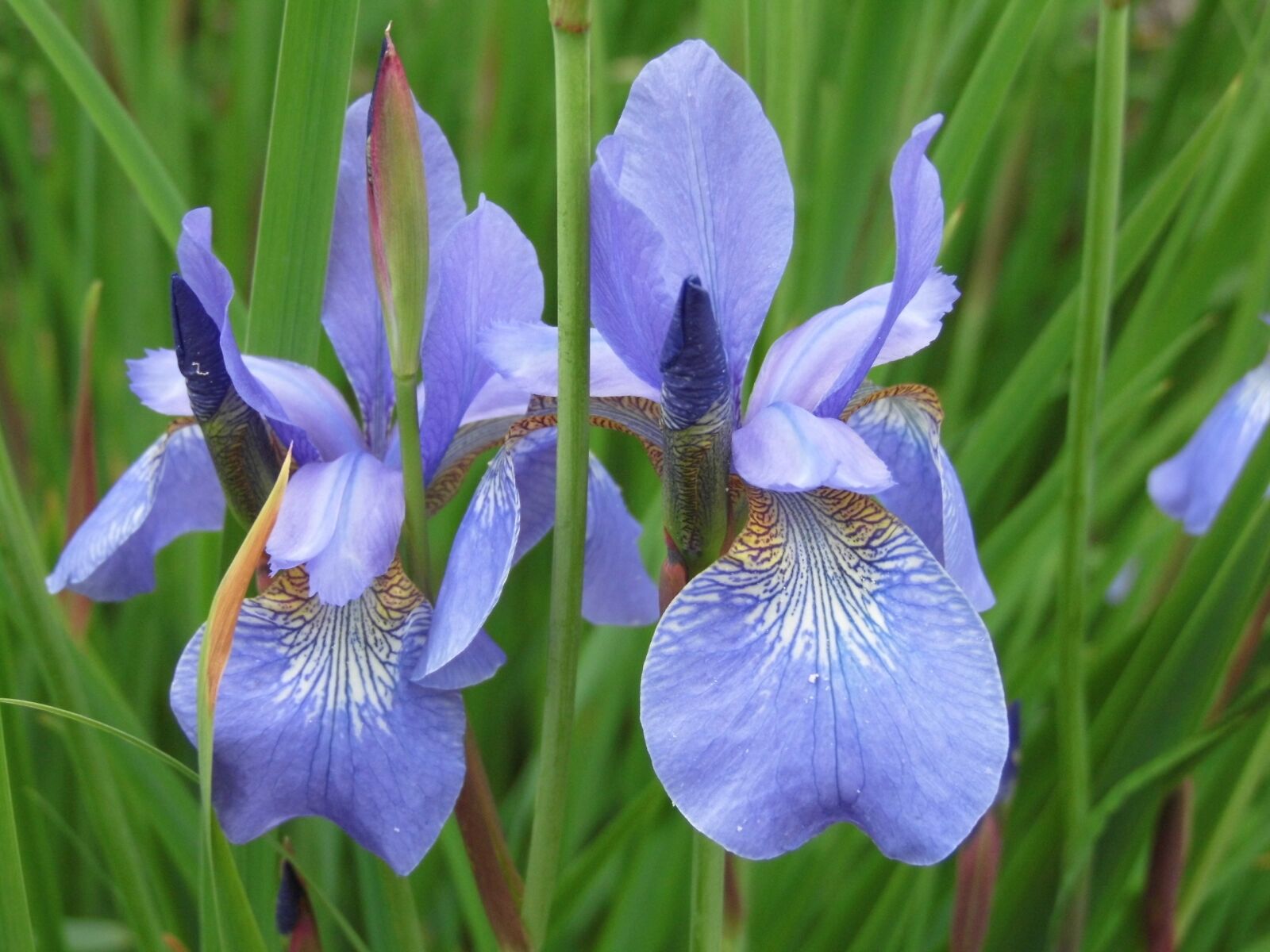 Panasonic Lumix DMC-LZ30 sample photo. Iris, blue, flower photography