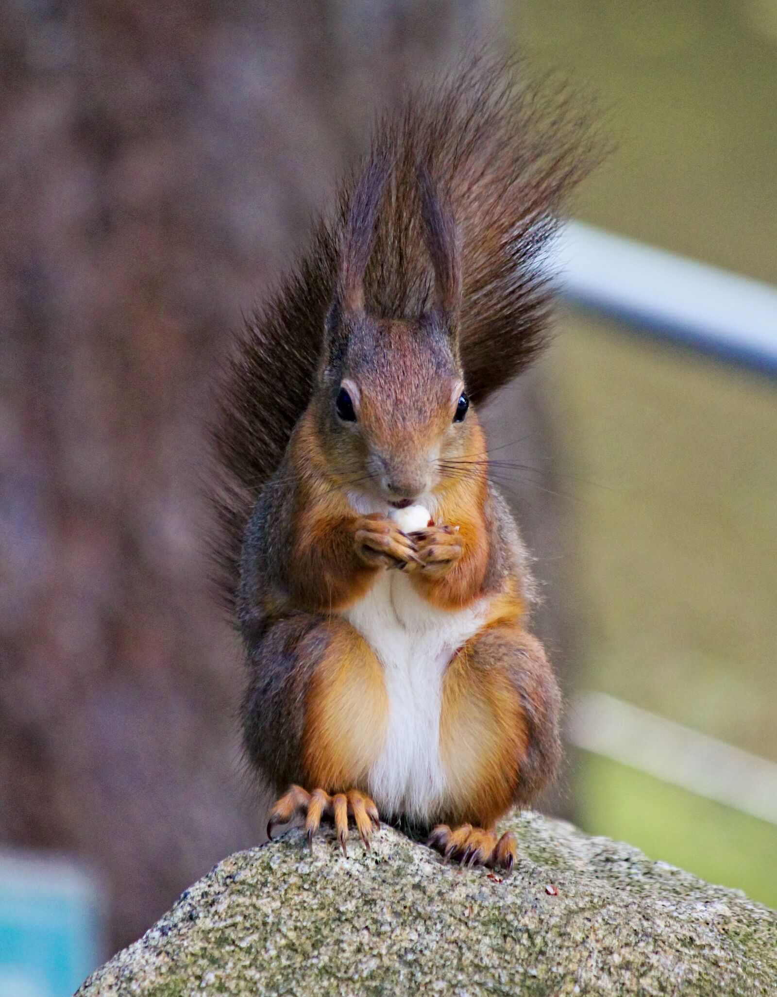 Canon EOS 550D (EOS Rebel T2i / EOS Kiss X4) sample photo. The squirrel, sitting, stone photography