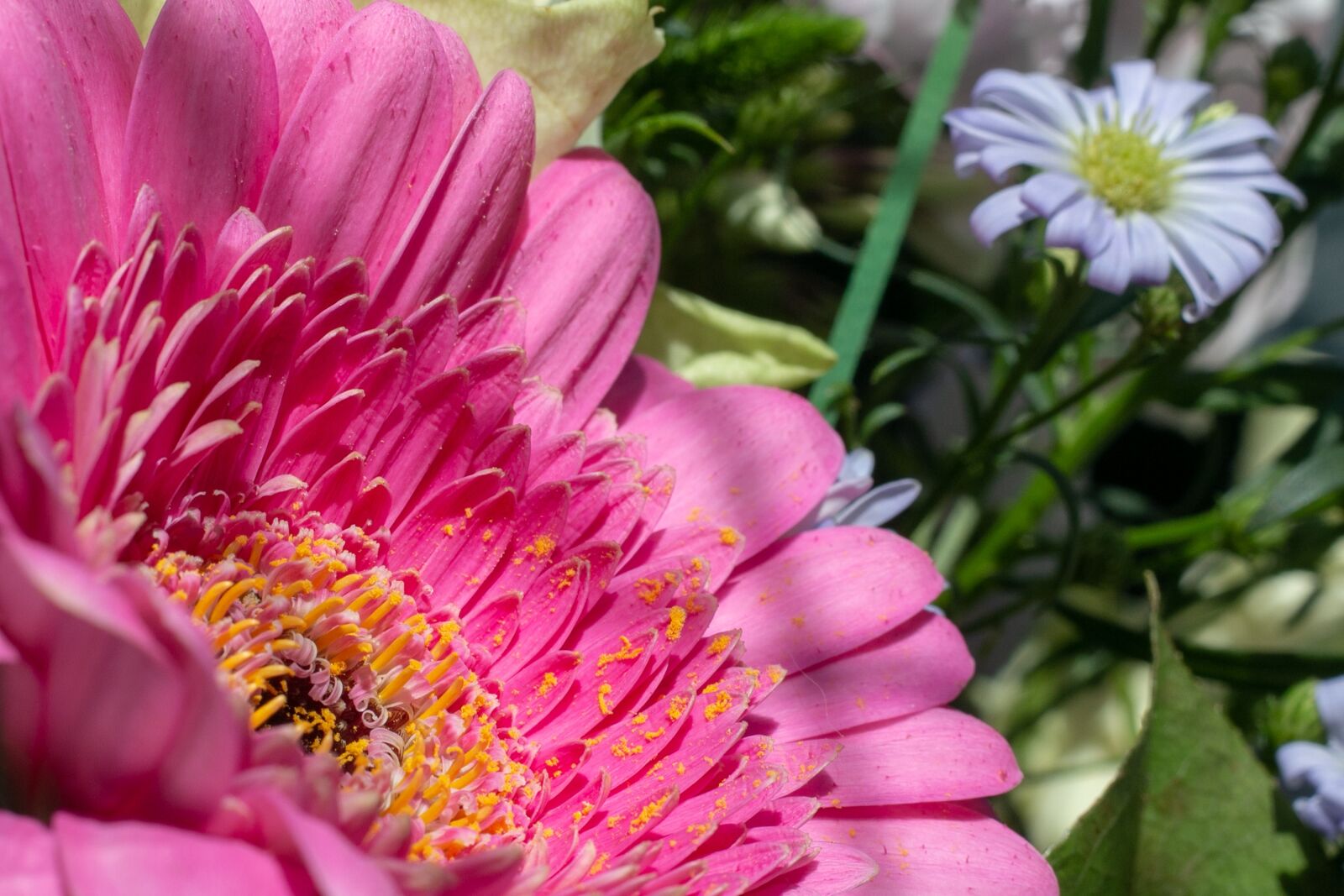 Canon EOS 70D + Canon EF 50mm F1.8 II sample photo. Flowers, bloom, plant photography