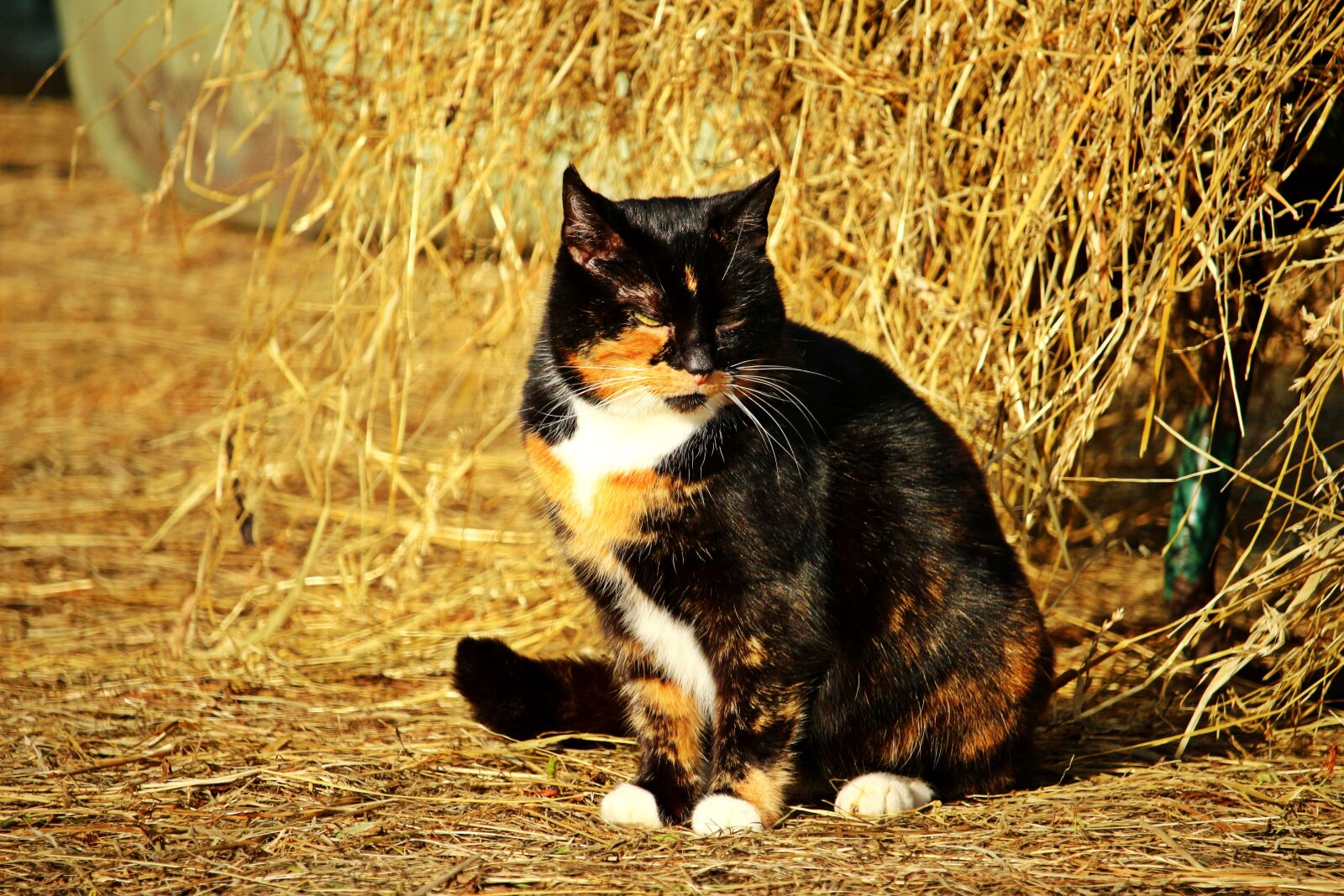 Canon EOS 100D (EOS Rebel SL1 / EOS Kiss X7) sample photo. Cat, lucky cat, domestic photography