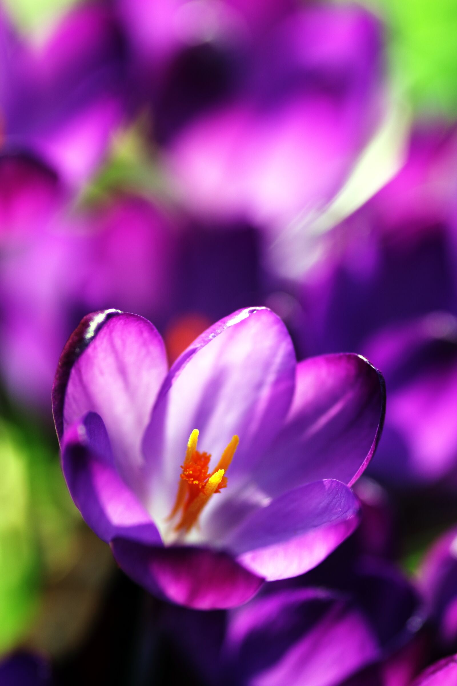 Canon EOS 550D (EOS Rebel T2i / EOS Kiss X4) sample photo. Bloom, blooming, crocus, flora photography