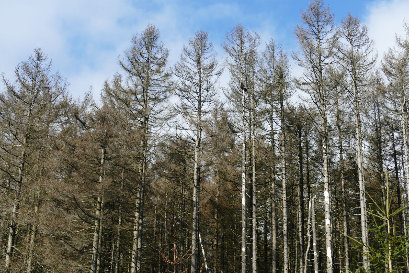 Panasonic Lumix DMC-FZ1000 sample photo. Waldsterben, reafforestation, contrasts photography