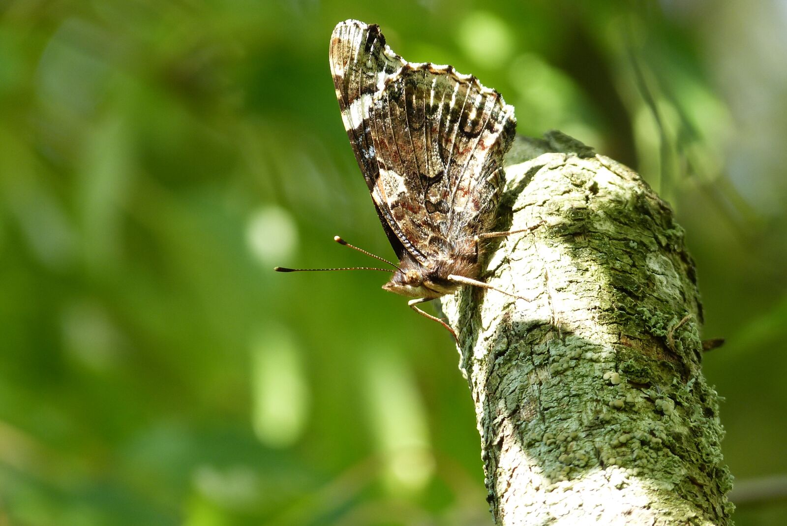 Panasonic Lumix DMC-FZ150 sample photo. Butterfly, birch, garden photography