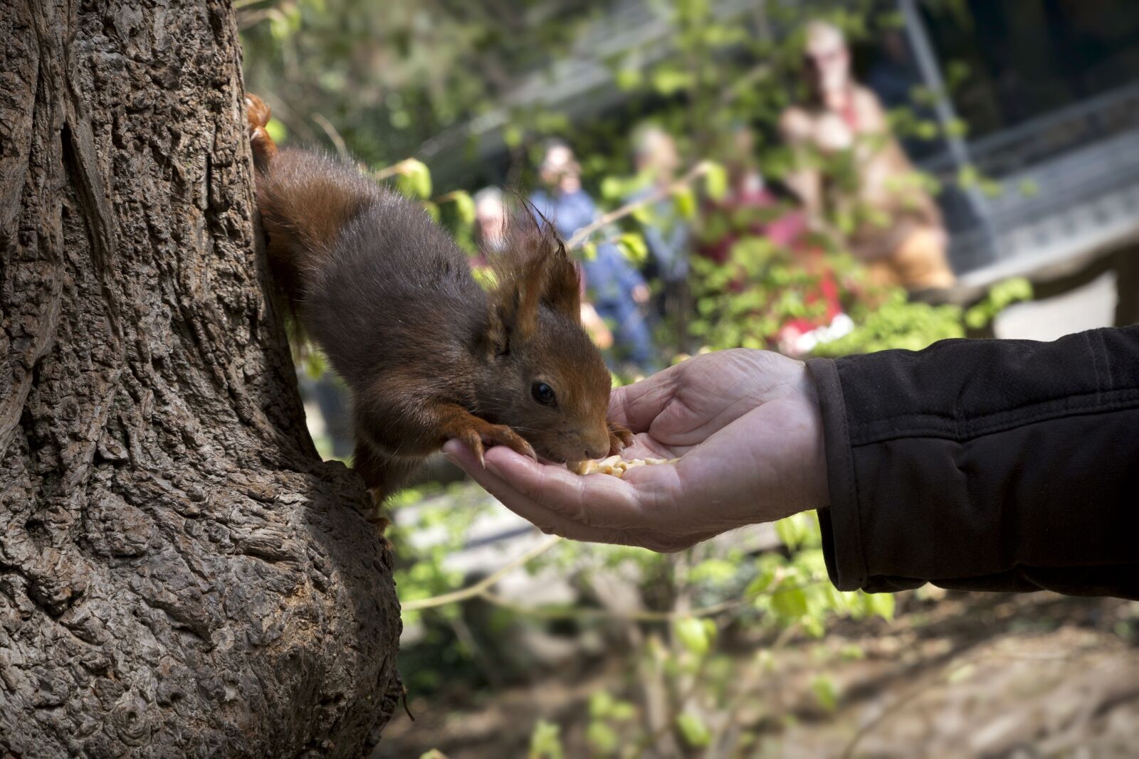 Canon EOS 6D sample photo. Squirrel, fauna, nature photography