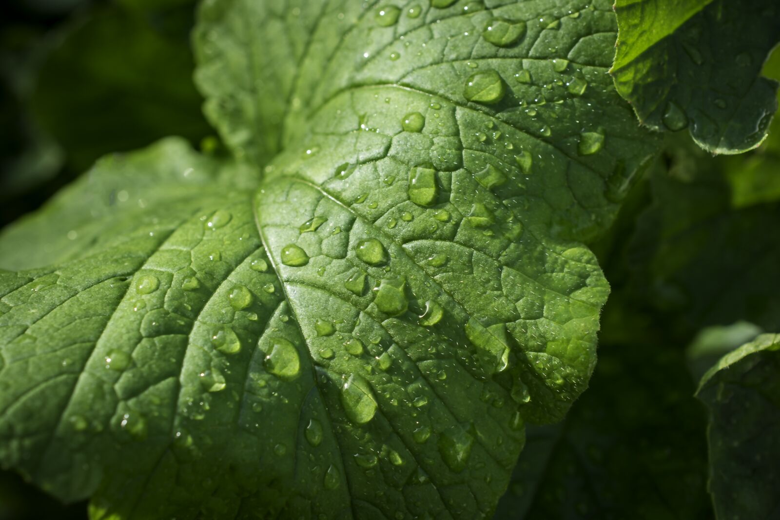 Nikon D5200 sample photo. Leaf, nature, leaves photography