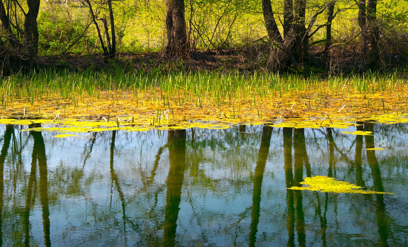 Nikon D5300 sample photo. Pond, lake, the water photography