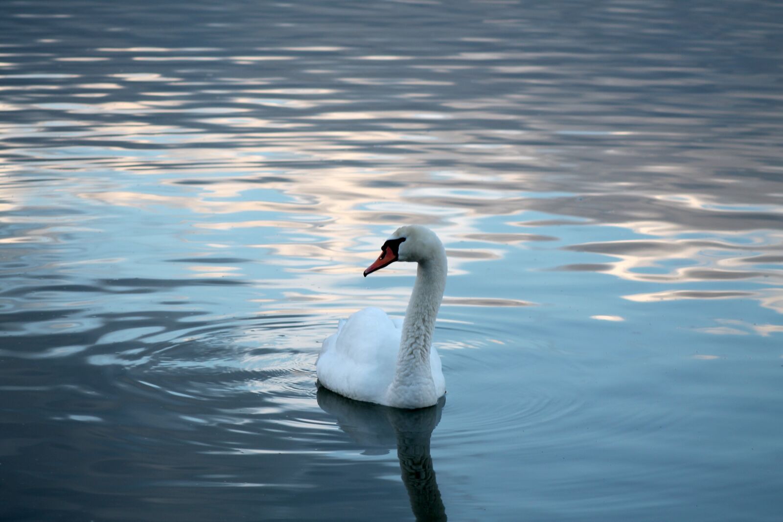 Canon EOS 1100D (EOS Rebel T3 / EOS Kiss X50) + EF75-300mm f/4-5.6 sample photo. Swan, bird, feathers photography