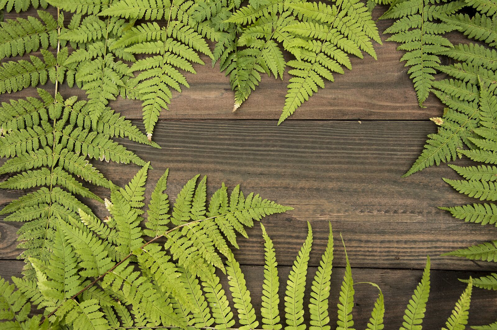 Nikon D750 sample photo. Fern, frame, macro photography